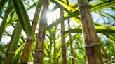 How Genome Mapping Can Transform Sugarcane Into Green Fuel