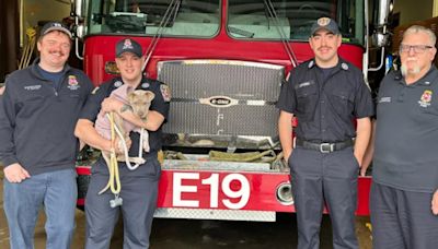 La conmovedora historia de Auburn, la cachorra que conquistó el corazón de un escuadrón de bomberos en NY