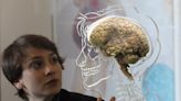 A scientist who created Ozempic explains what the drug actually does to your brain — and why it makes people satisfied while eating less