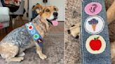 Proud Rescue Dog Earns Yet Another Merit Badge For His Good Deeds