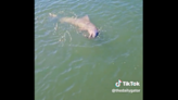 Watch adorable video of dolphin ‘playing’ with fish off Florida coast. ‘Never seen this’