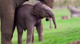 Largest Zoo in the U.K. Names New Baby Elephant with Royal Connection After Queen Elizabeth