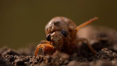 What’s the deal with cicadas in Michigan this year?