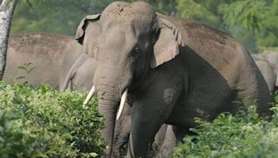 Meghalaya: BSF officer killed, constable injured in attack from herd of elephants