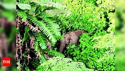 Forest department struggles to track elephant in Nilachal Hills | Guwahati News - Times of India