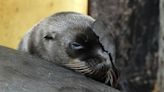 Safari park keepers’ joy as third sea lion pup is born within a year