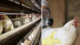 México registra primera muerte por gripe aviar AH5N2: qué es y síntomas
