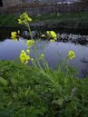 Brassica rapa