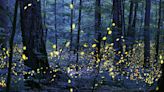 When does the 2024 Great Smoky Mountains synchronous firefly lottery open?