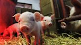 If Pigs Get Bird Flu, We Could Be In for a Real Nightmare