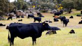 Los agricultores y ganaderos piden un control más exigentes de los productos extracomunitarios