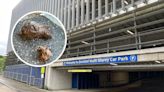 ‘Human’ faeces in High Wycombe car park shocks driver