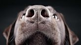 Your Dog's Nose May Predict How Long It Will Live, Study Says