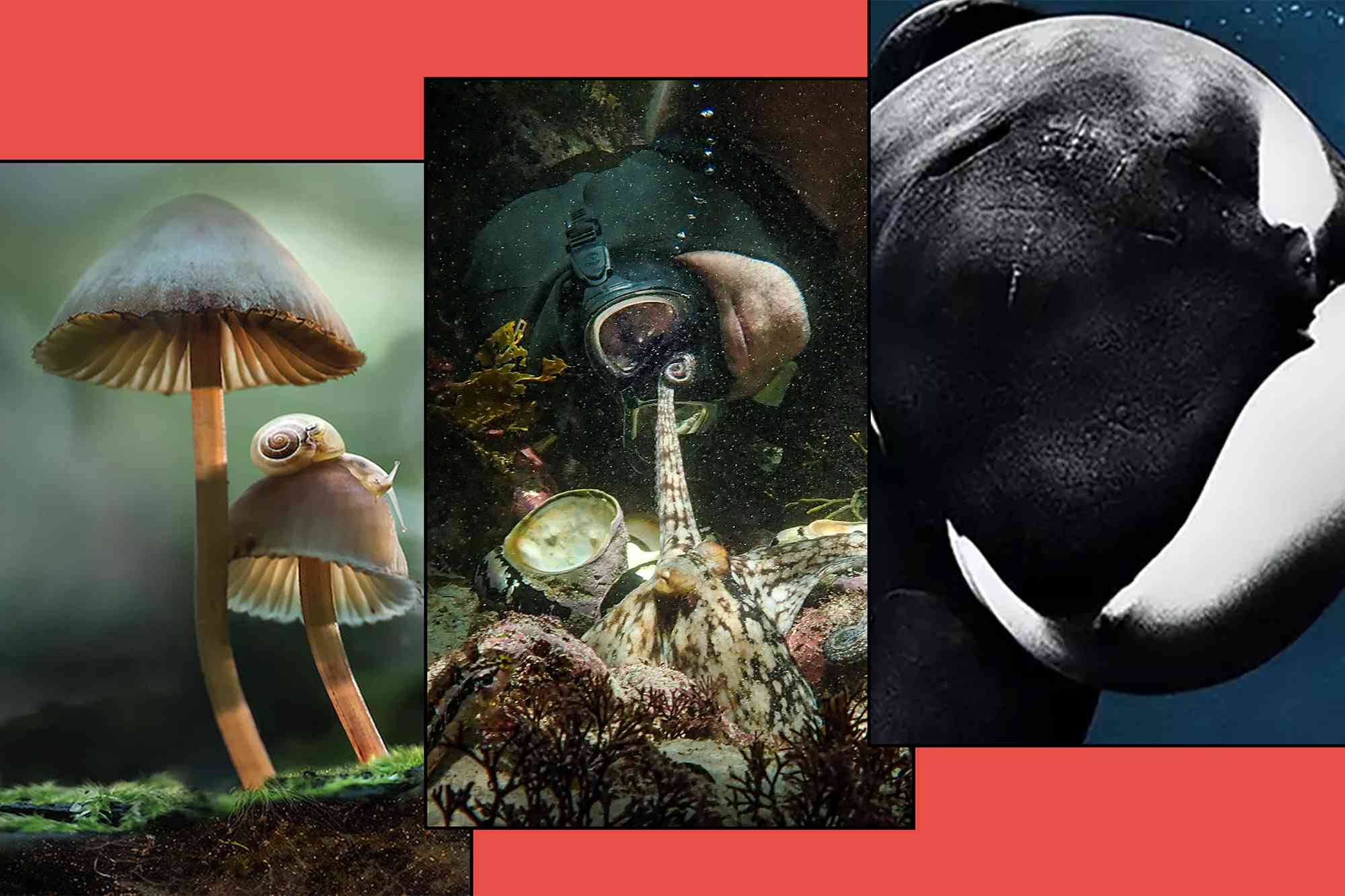 The 10 best nature documentaries and docuseries on Netflix in July 2024