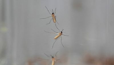 What to look for in mosquito repellents