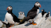 Maine's puffins show another year of remarkable resiliency