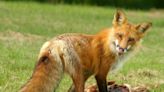 Rabid fox bites man in NC — the third attack in this county in weeks, officials say