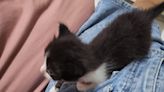 新養的幼貓明明是黑色！抓去洗澡「默默變白」 阿母驚：不可思議