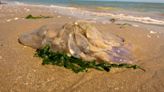 Detectan medusas en la costa de Dénia y se iza la bandera amarilla