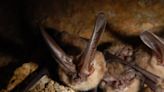 How to avoid rabies as Utah confirms first rabid bat of the season - The Times-Independent