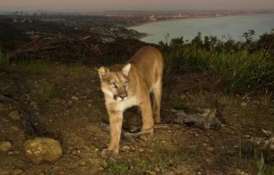 Mountain Lion Attacks & Drags Away Dog in California