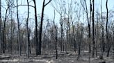 Al menos dos muertos a raíz de los incendios forestales en el noreste de Australia