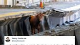 A Bull Caused Chaos On Tracks Near NYC, And The Jokes Are The Best Part