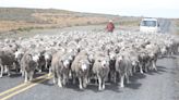 $270 millones serán destinados a subsidiar la alimentación de ovinos y bovinos