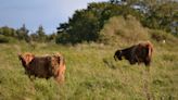 Low-intensity grazing is locally better for biodiversity but challenging for land users, study shows