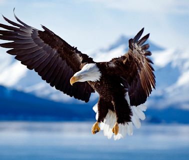 Bald Eagle Size, Diet and History as a National Icon