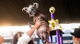 Meet the world's ugliest dog: Scooter, a Chinese Crested pup, took home the top 'prize'