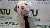 Arkansas Tech University holding ‘Pictures with Santa and Jerry the Bulldog’ event Friday