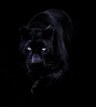 88+ Hd Wallpaper Of Black Panther For FREE - MyWeb