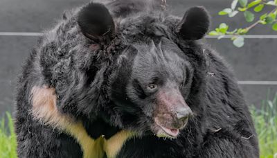 'Beloved' black bear rescued from Ukraine zoo dies in Scottish zoo