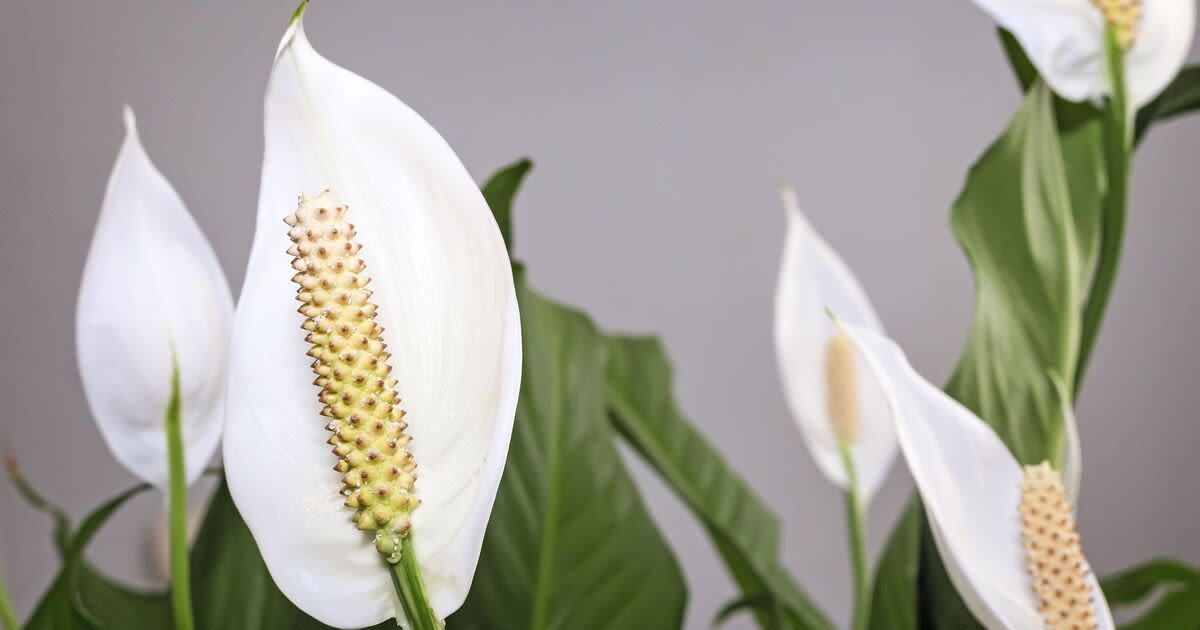 Peace lilies bloom faster than ever with 1 kitchen item - works on orchids too