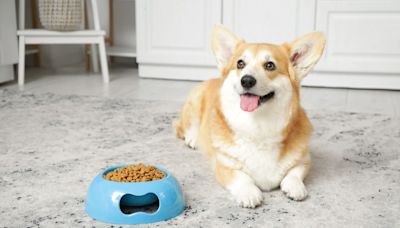 Corgi Dad Hilariously Shows the Difference Between How His Dog and Cat Ask for Dinner