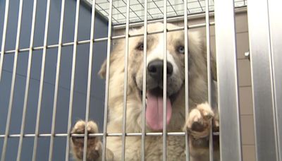 Antioch animal shelter waives adoption fees through July amid overcrowding