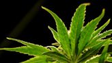 US drug control agency will move to reclassify marijuana in a historic shift, AP sources say - East Idaho News