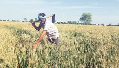 Rs 650 cr transferred to 65 lakh Rajasthan farmers under PM-Kisan Samman Nidhi scheme: Min