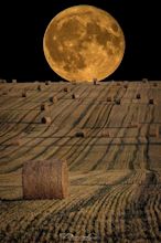 The Feral Irishman: Full Harvest Moon...