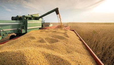 “Sigue pensando si le van a levantar el cepo”: los motivos detrás de la caída de la liquidación de divisas del agro