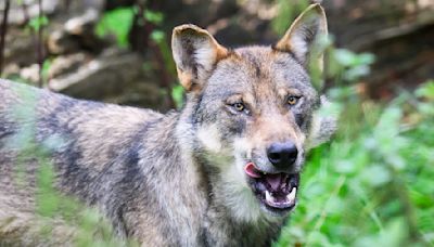 Urteil: Wolfsjagdverbot auch in Österreich gültig