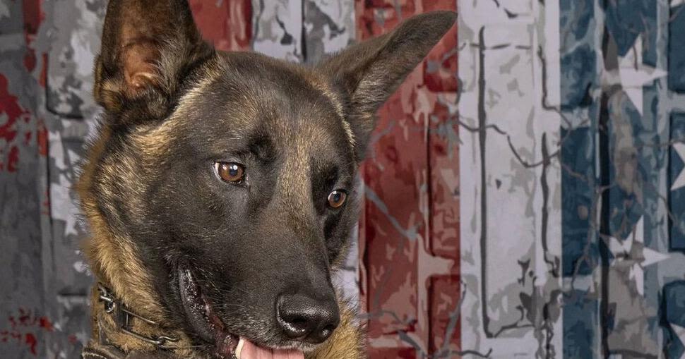 Richland County police dog killed in early morning pursuit