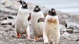 中英對照讀新聞》World’s southernmost post office seeks workers to sort mail, count penguins 世界最南端的郵局徵求負責分類郵件和數企鵝的員工