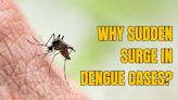 Bengaluru Sees 3rd Dengue Death; Why Is There A Sudden Surge in Cases?