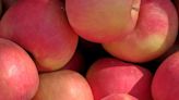 Washington State University seeks name for its new apple breed