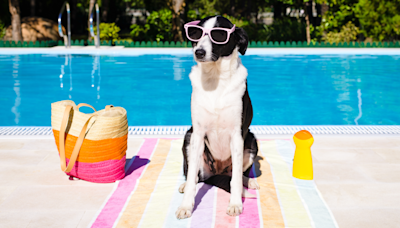 Do dogs need sunscreen? A vet has the answer and it might surprise you