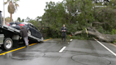 Massive tree crashes down on driver in Riverside County