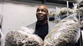 Mike Tyson sells cannabis sweets in shape of Evander Holyfield’s ear