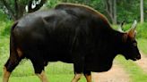 Study sounds local extinction fear on gaurs as habitats shrink